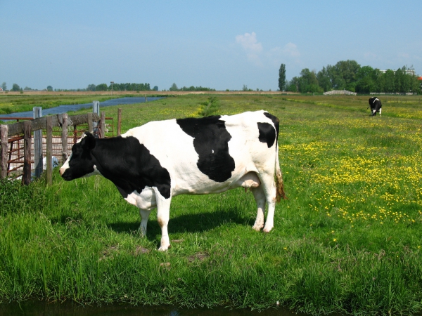 Holandská kráva (foto: Bogdan Migulski)